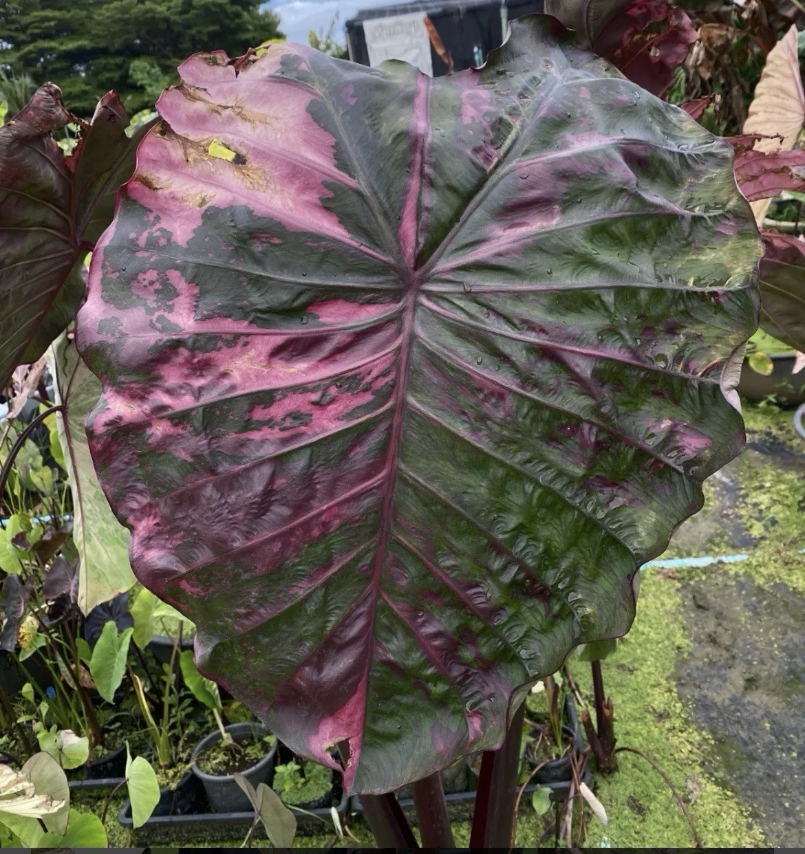 AUTHENTIC COLOCASIA PINK SATHI SUPER RARE 1 BULB/ RHIZOME