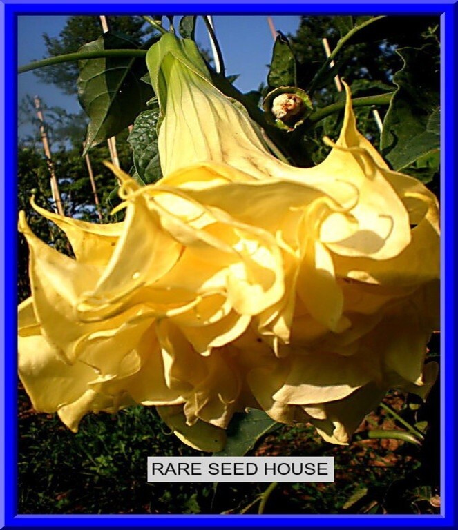 Custom Devil Trumpet Mix -Trumpet Bush Seeds -Datura MANY COLORS
