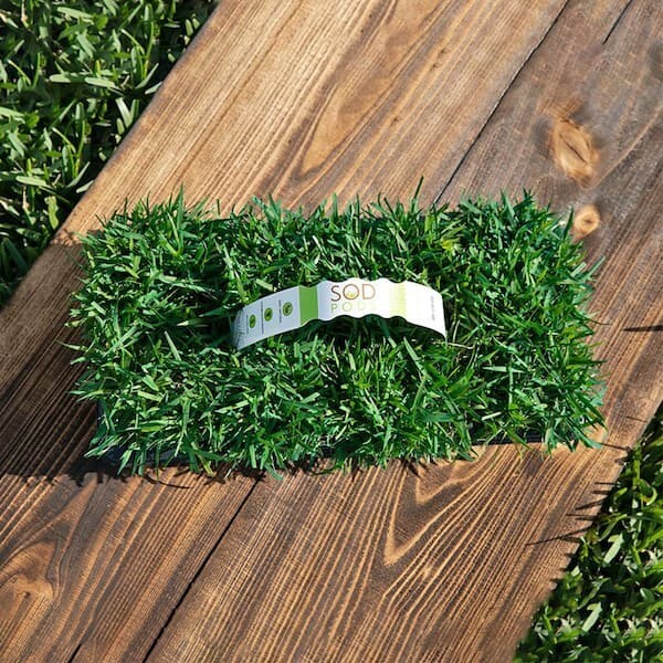 Zoysia Grass Plugs (32-Count) – Natural, Affordable Lawn Improvement