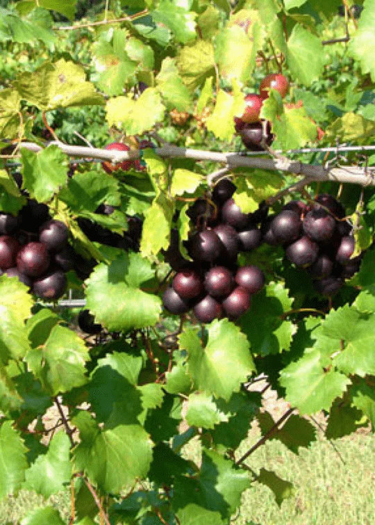 1 Carlos Muscadine Grape Vine – Vitis rotundifolia – Starter Plug