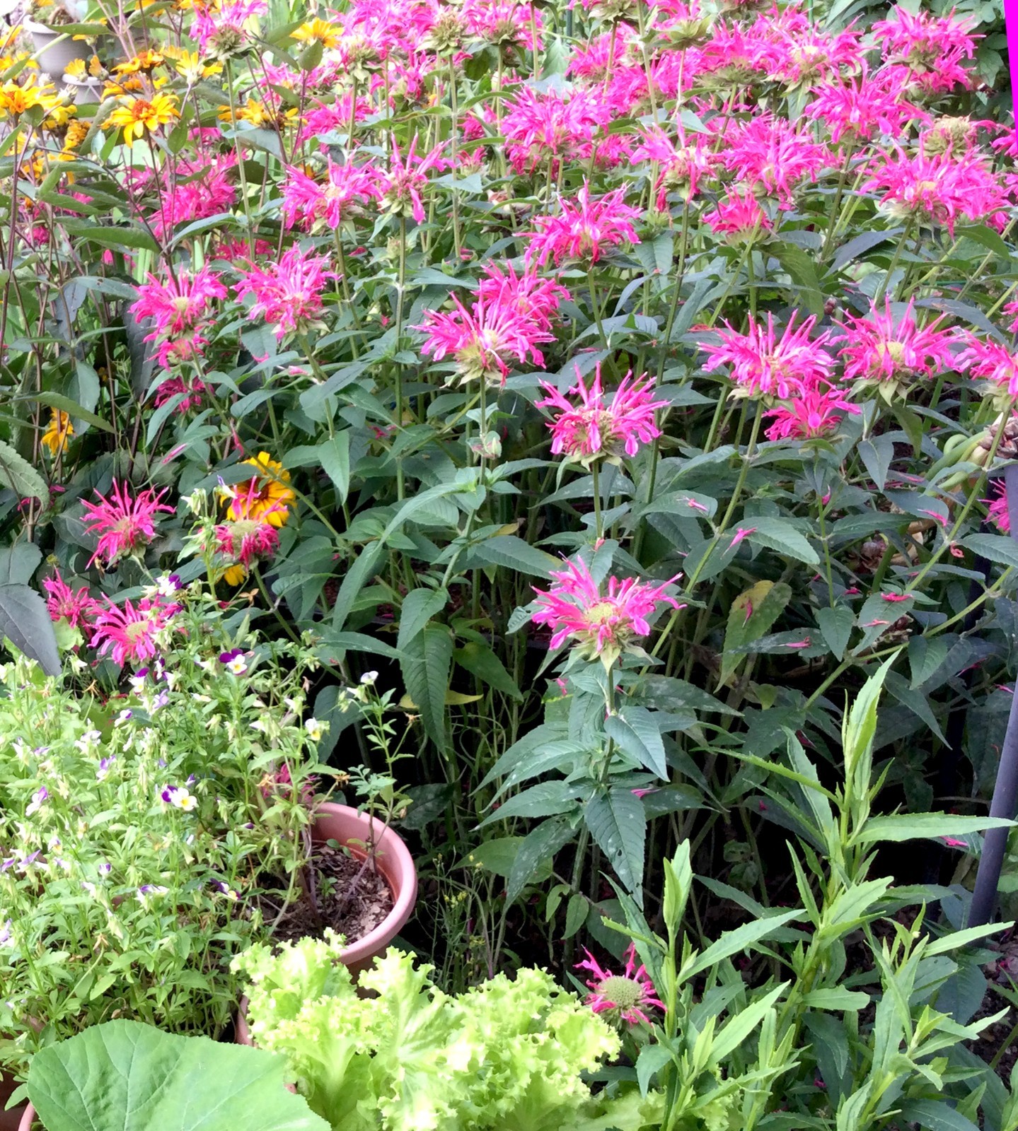 Lot of 6 Monarda Pink Bee Balm Starter Plants Bright Pink Attracts Pollinators