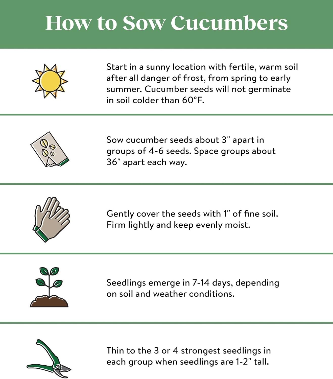 Straight Eight’ Slicing Cucumber Seeds, 200 Non-GMO seeds, Heirloom