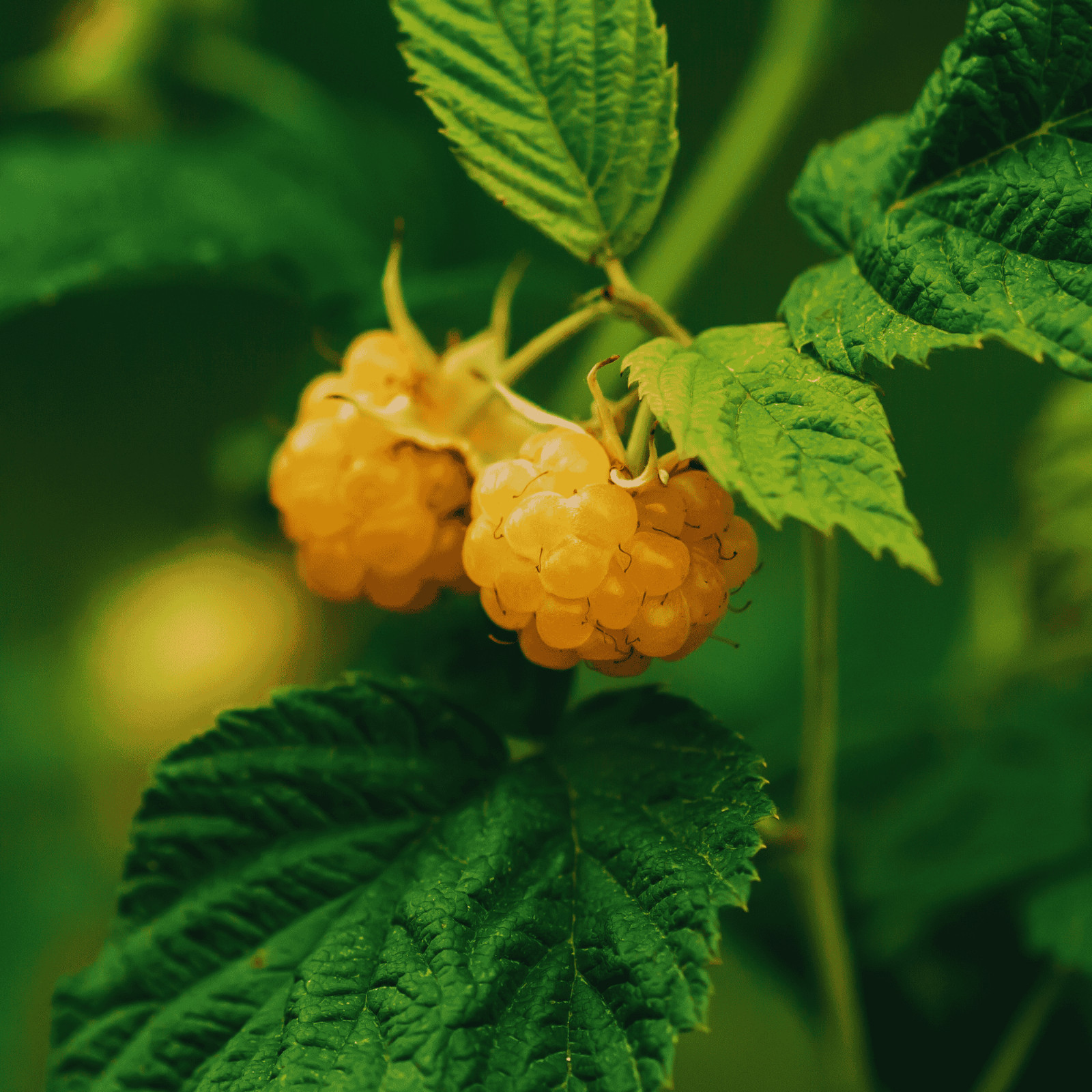 Hand Picked Nursery Double Gold Raspberry Canes – Bare Root, 1-Year-Old