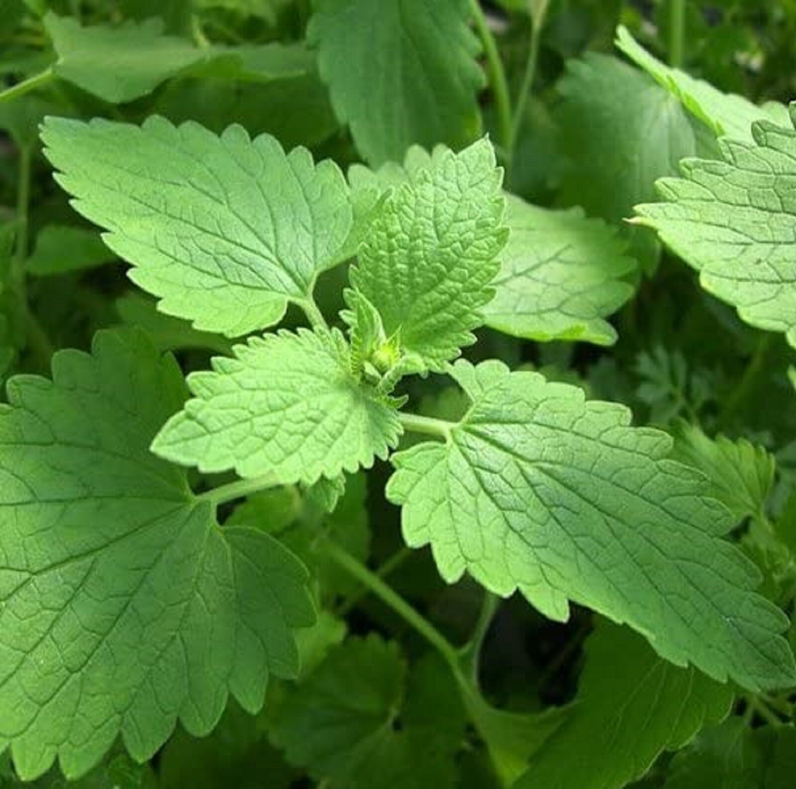 Catnip Seeds 400+ SEEDS NON-GMO –BUY 4 ITEMS FREE SHIPPING