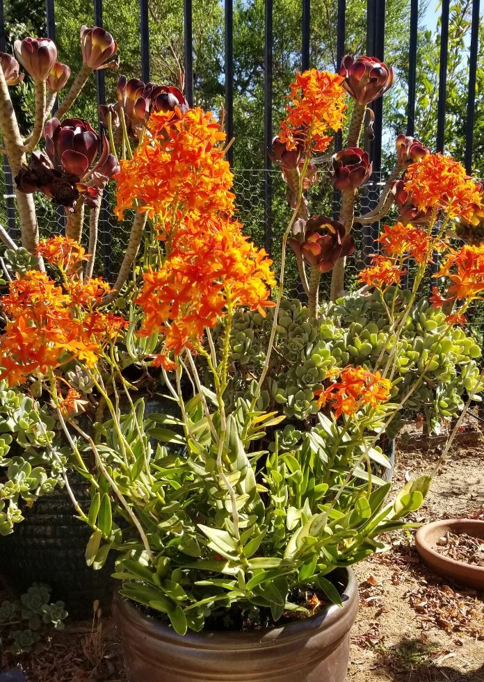 Epidendrum ORCHID 5pcs Rooted Radicans Orange Yellow/Purple cluster Flower