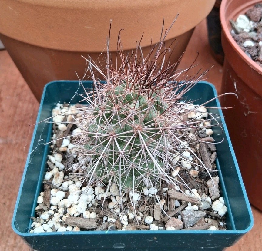 Mammillaria Poselgeri EXOTIC rare Cactus From BAJA MEXICO! Ships In A 4″ Pot!