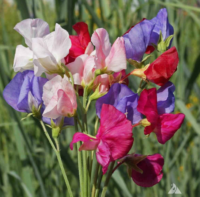 Landscaper’s Pack SWEET PEA MIX Flowers Fragrant Climbing Vine Non-GMO 150 Seeds