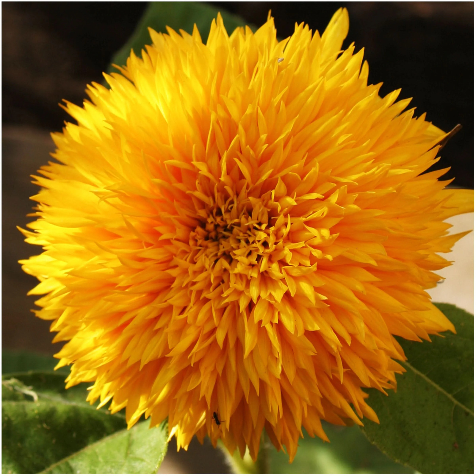 Crazy Mixed Sunflower Seeds For Planting (Helianthus annuus) 15+ Varieties