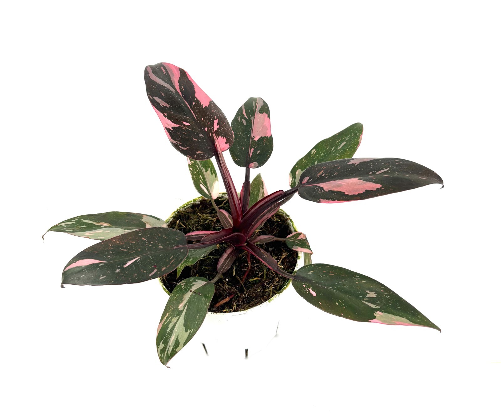 Philodendron Pink Princess Air Purifying Houseplant, 4” Pot