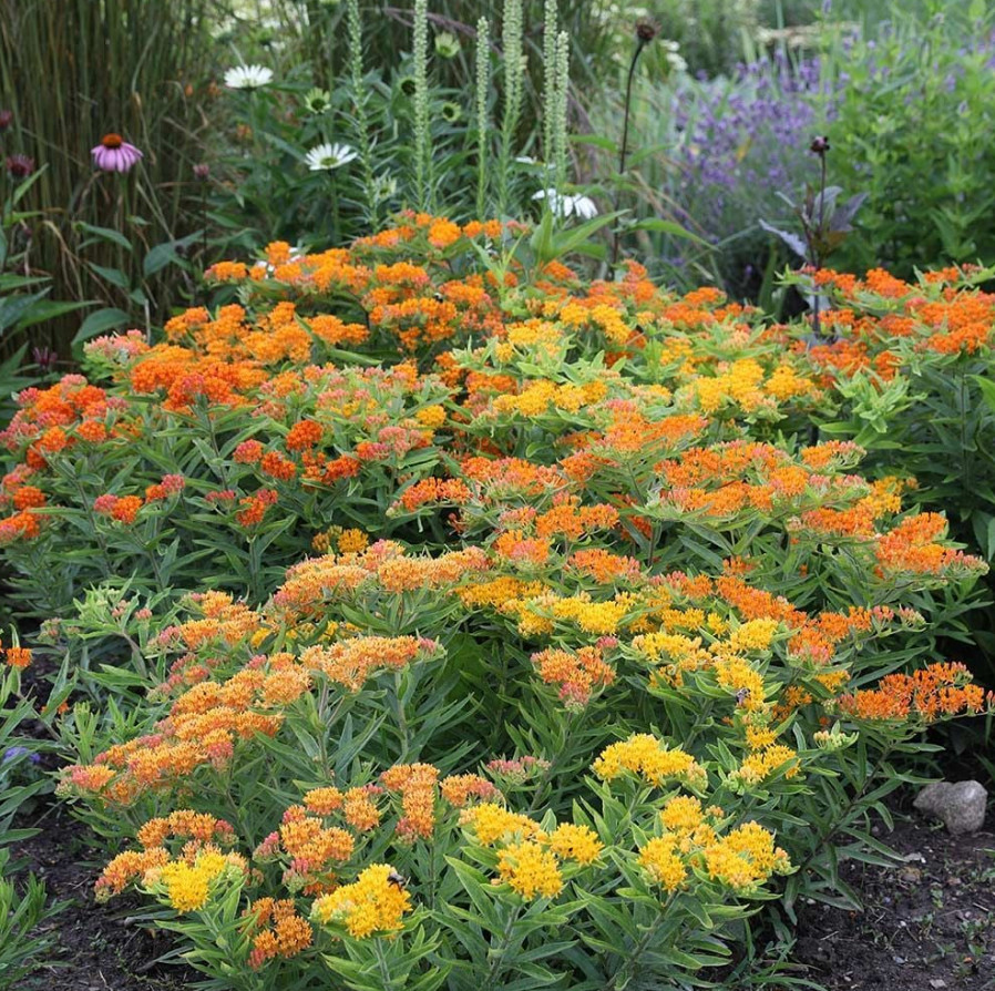 Live Milkweed MIX Plant, 4–6″ Tall, Ship No Pot, Butterfly Host Plant, Easy Care