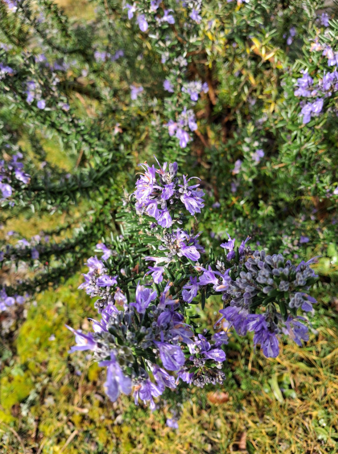 3 Tuscan Blue Rosemary Plant Live, 3–5″ Tall, Evergreen Garden Herb, Ship No Pot