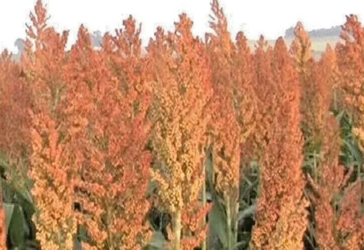 50+ ROX ORANGE, SORGHUM CANE SYRUP SEEDS, Waconia, Non-GMO, Free Shipping USA
