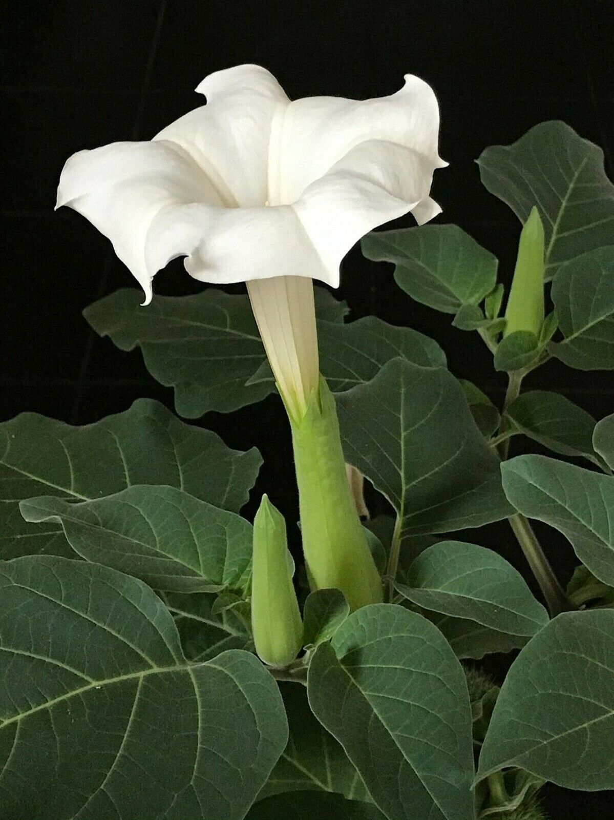 Datura Inoxia Angels White Trumpet Flower 45 Seeds Brooklyn Botanical GardenClub