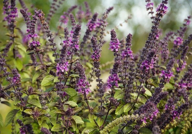 Holy Basil Plant Krishna Ocimum Sanctum Live Indoor Flowering 4-6″H In 4″ Pot