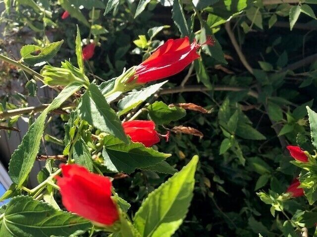 Red Turks Cap Shrub Cuttings (3 Cuttings) Bushy Flowering Malvaviscus Arboreus