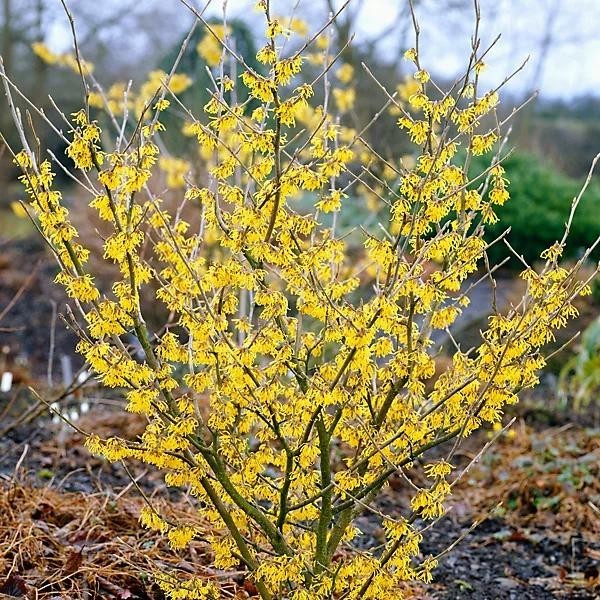witch hazel well rooted plants