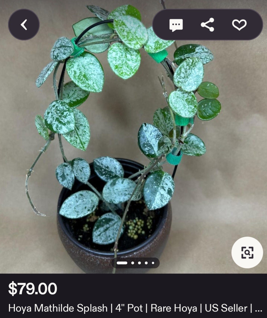 RARE Hoya Splashy Carnosa X Serpens 18″ Long No Monstera Philodendron Anthurium