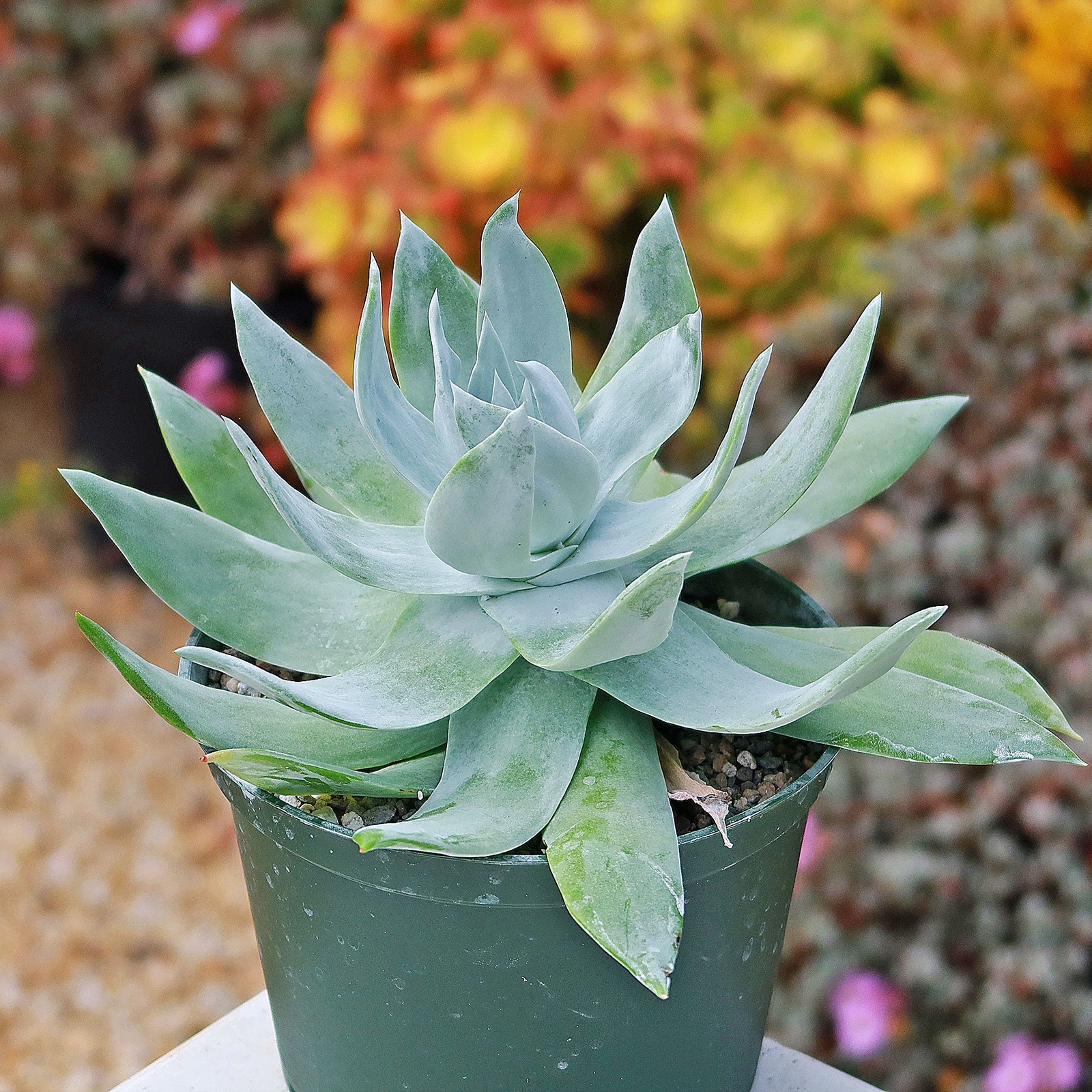 Giant Chalk Dudleya ‘Dudleya brittonii’ cactus Cacti Succulent real live plant