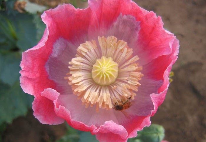 1,500 Fresh Giganteum Poppy Seeds – P. Somniferum – Giant Seed Heads&Huge Blooms