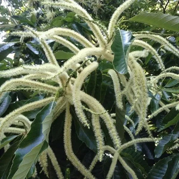 Improved Chinese Chestnut: 18 – 30″ Tall – Grown in a Deep Band Pot
