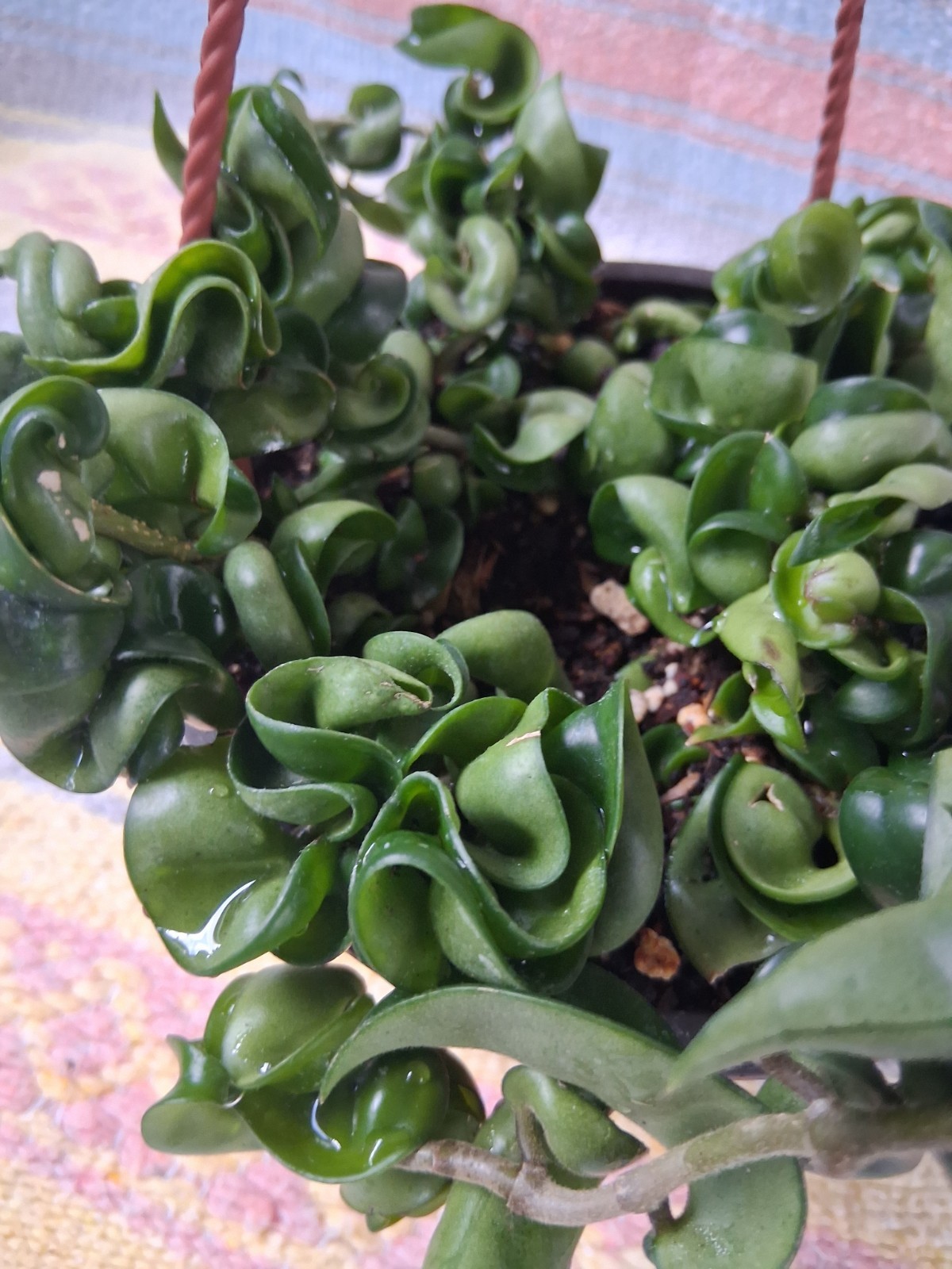 Hoya Hindu Rope Vine 6 Inch Hanging Basket Live Plant