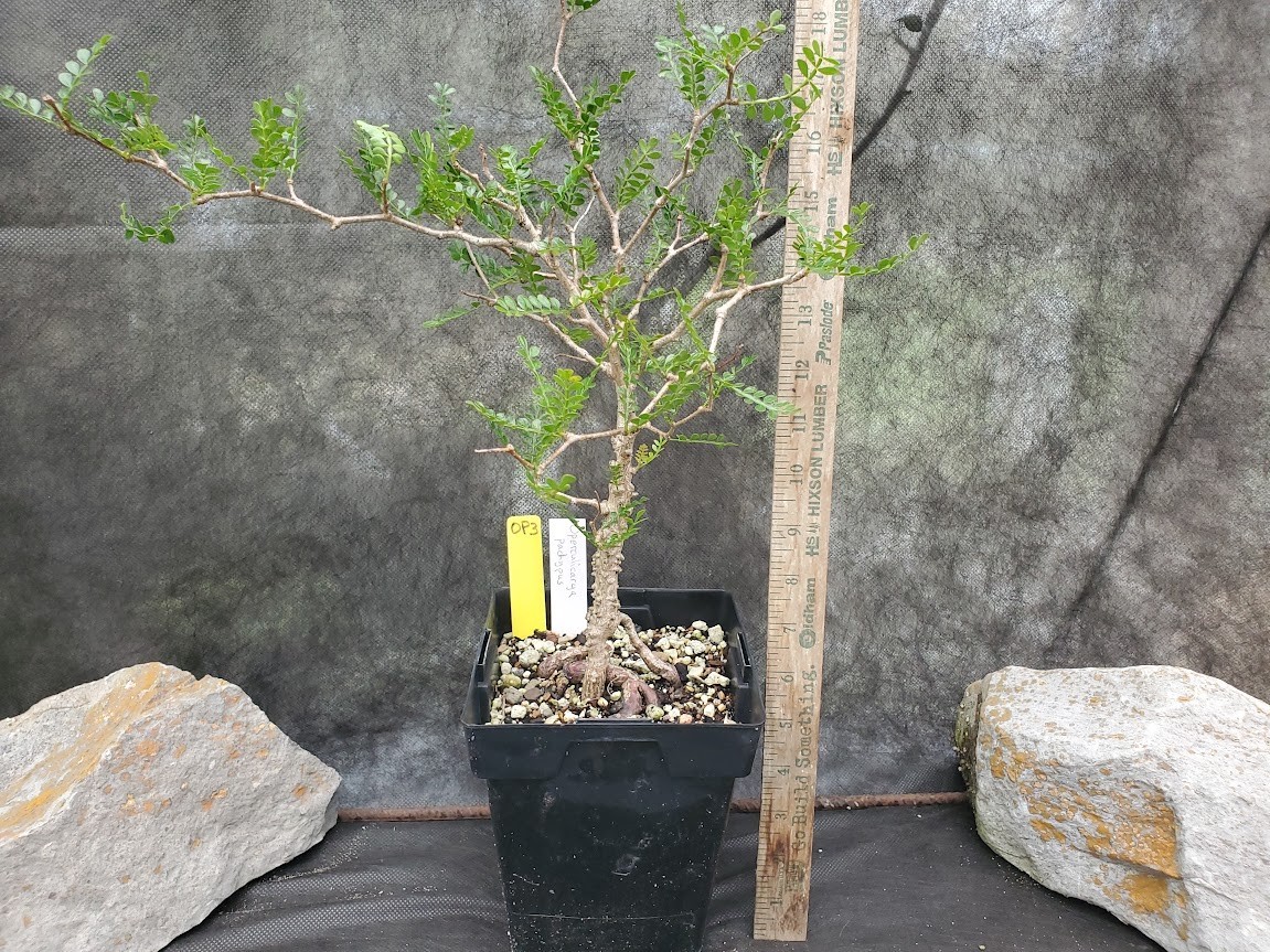Operculicarya pachypus – Lot OP3 – 5.5 Yr Old – Warty, Gnarly, Knobby, Caudex