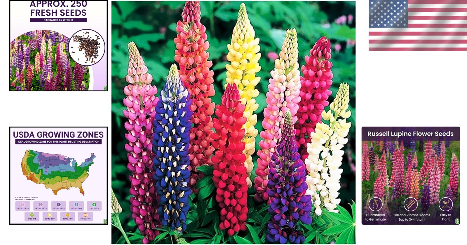 Gorgeous Mixed Russell Lupine Seeds – Grows 36-48″ Tall, Attracts Pollinators