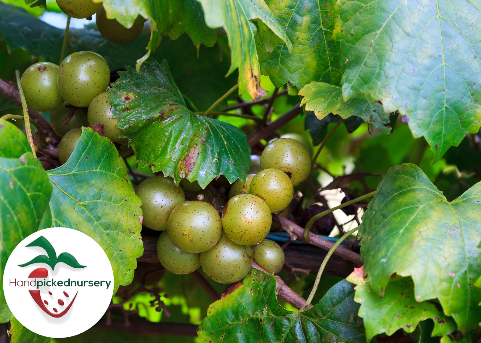Early Fry Muscadine Grape Vine – Bare Root Live Plants – 2 Year Old Bare Root