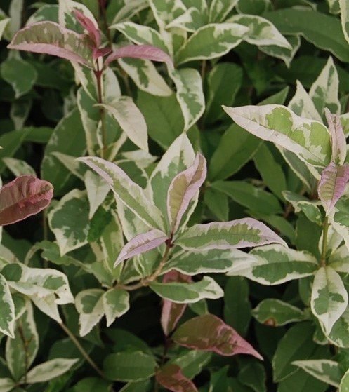 ( 1 ) – Yinbi shuanghui Fragrant Tea Olive ( osmanthus ) – Starter Plant ( L4 )