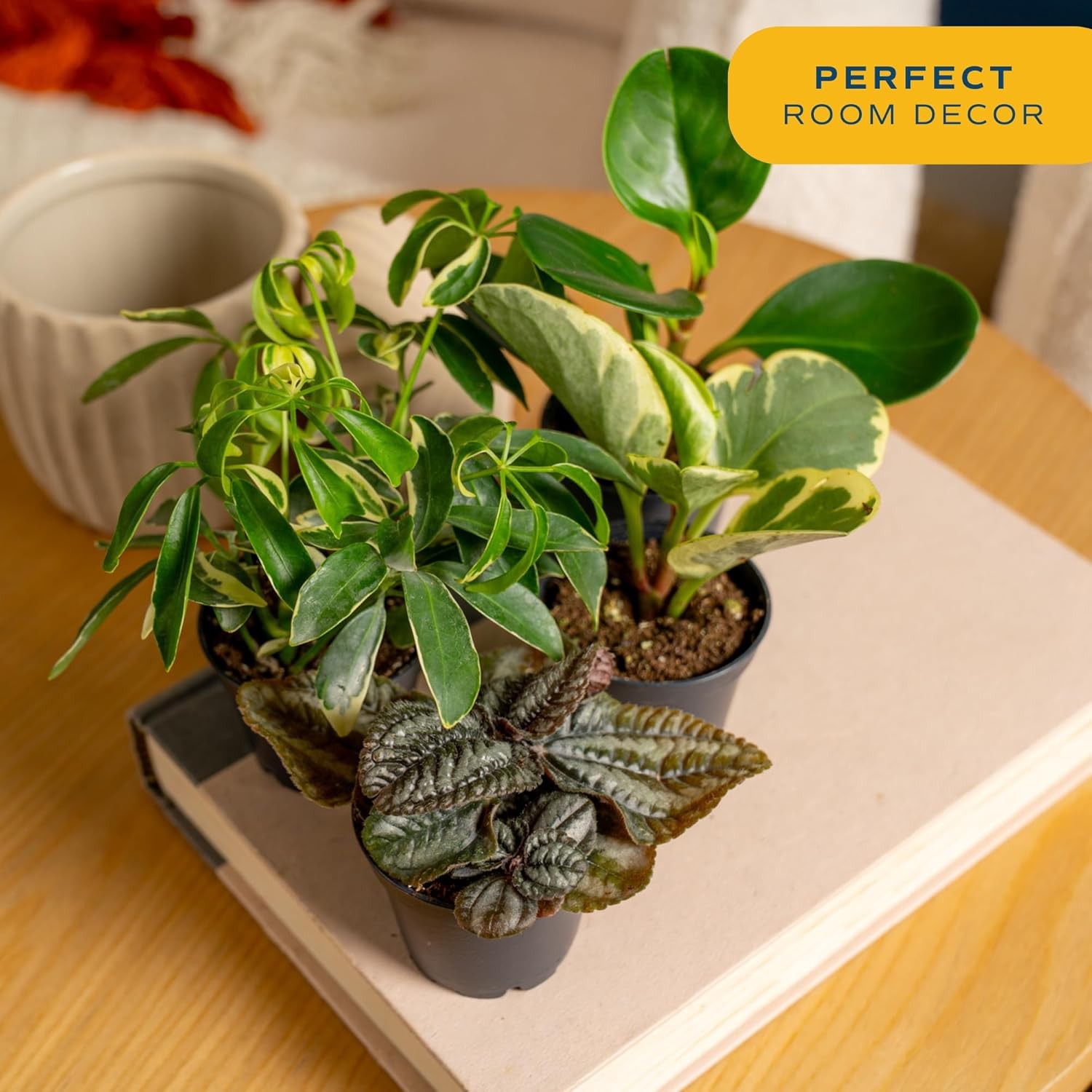 Costa Farms Mini Live Indoor Houseplants (12-Pack), Starter Plants in Nursery Po