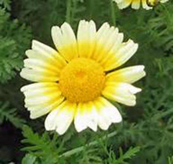 GARLAND DAISY 100+ SEEDS NEWLY HARVESTED