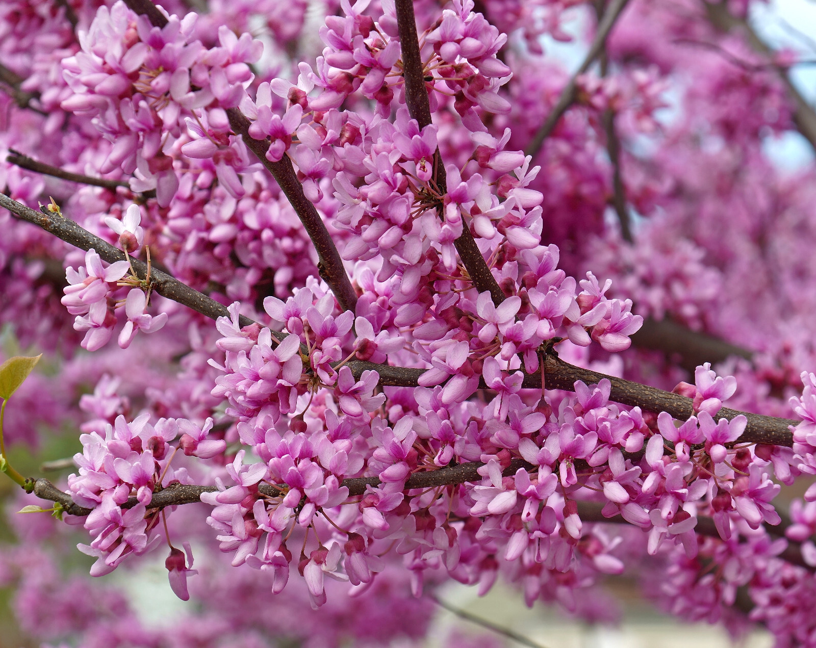 Eastern Redbud 24″-36″ tall (Cercis canadensis)- Potted in 5″ deep band pot