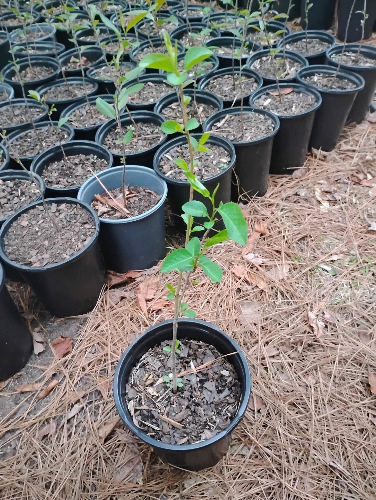 Bradford Pear Tree, 1 Gallon Pot.