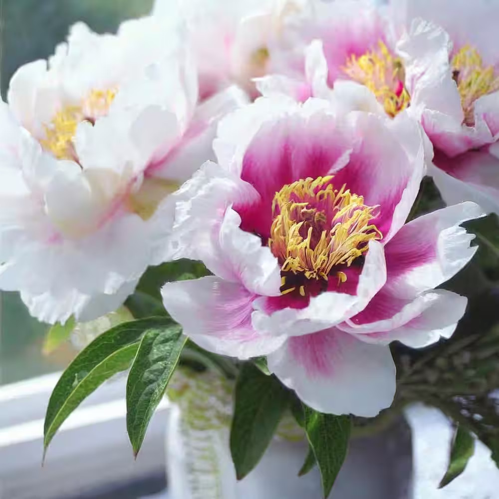 3/5 Eyes, Pink Cora Louise Itoh Peony Flower Bulbs, Live Bare Roots (Bag of 2)