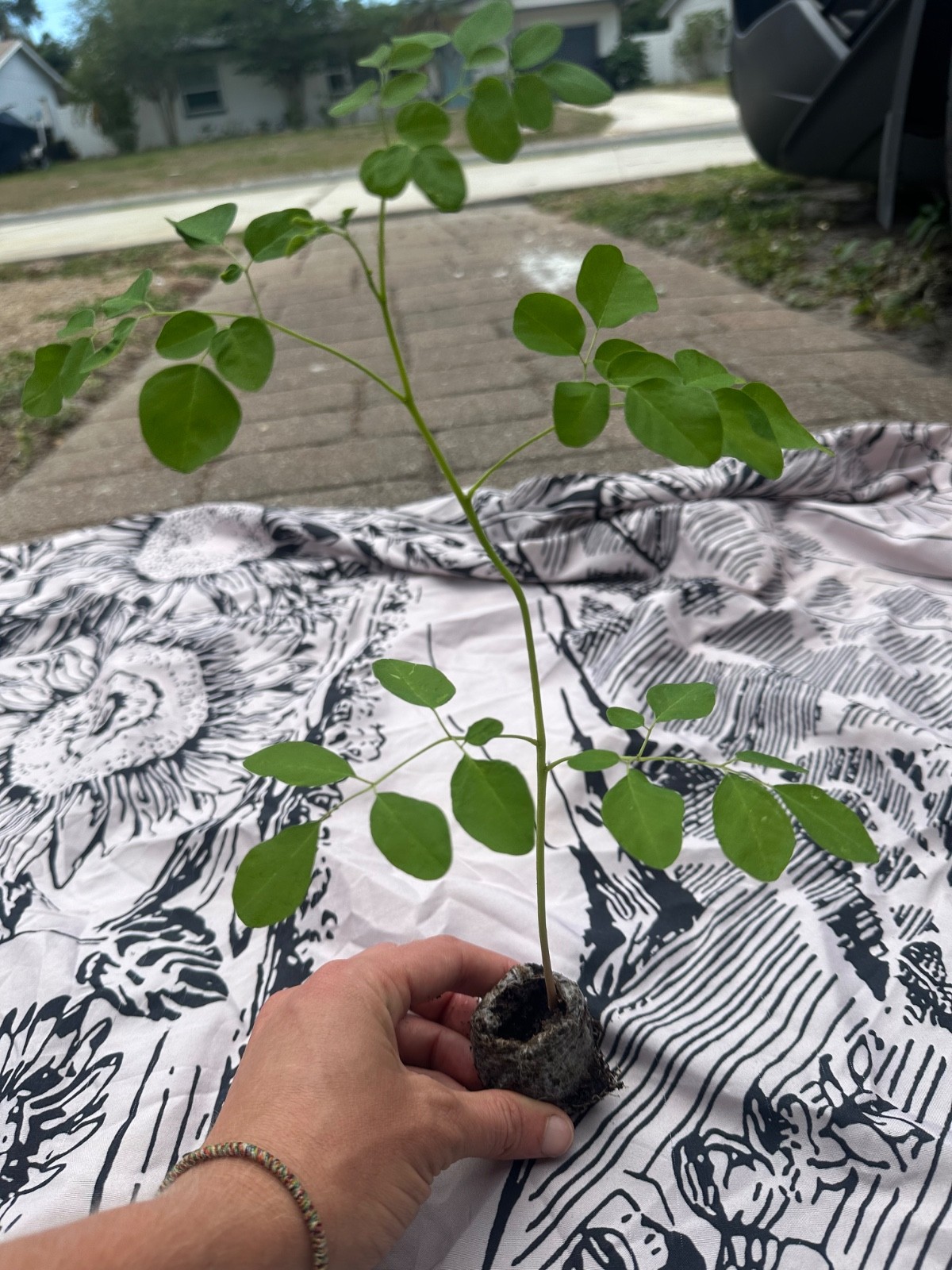 Live Moringa Tree Seedling 11 Inch+ Moringa Oleifera live Miracle Tree Plant