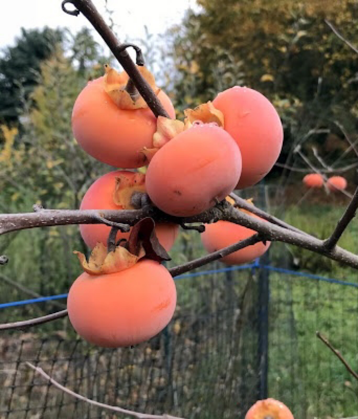 Persimmon Nikita’s Gift grafted tree (Diospyros virginiana x kaki) plant