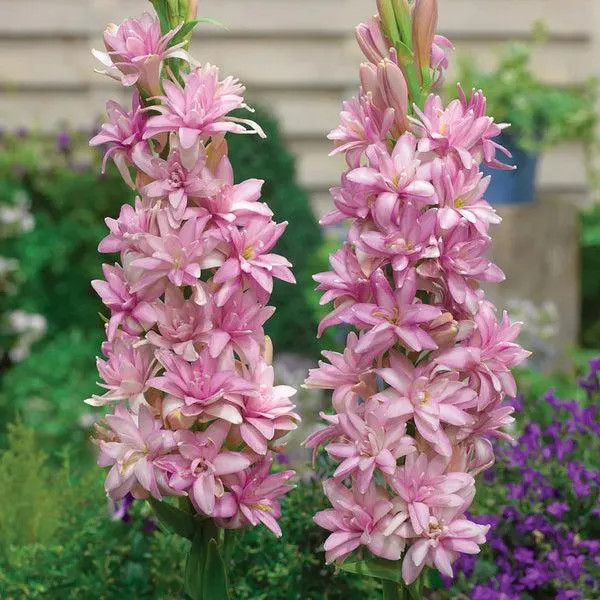 3 Polianthes Pink Parfait Tuberorsa, Bareroot