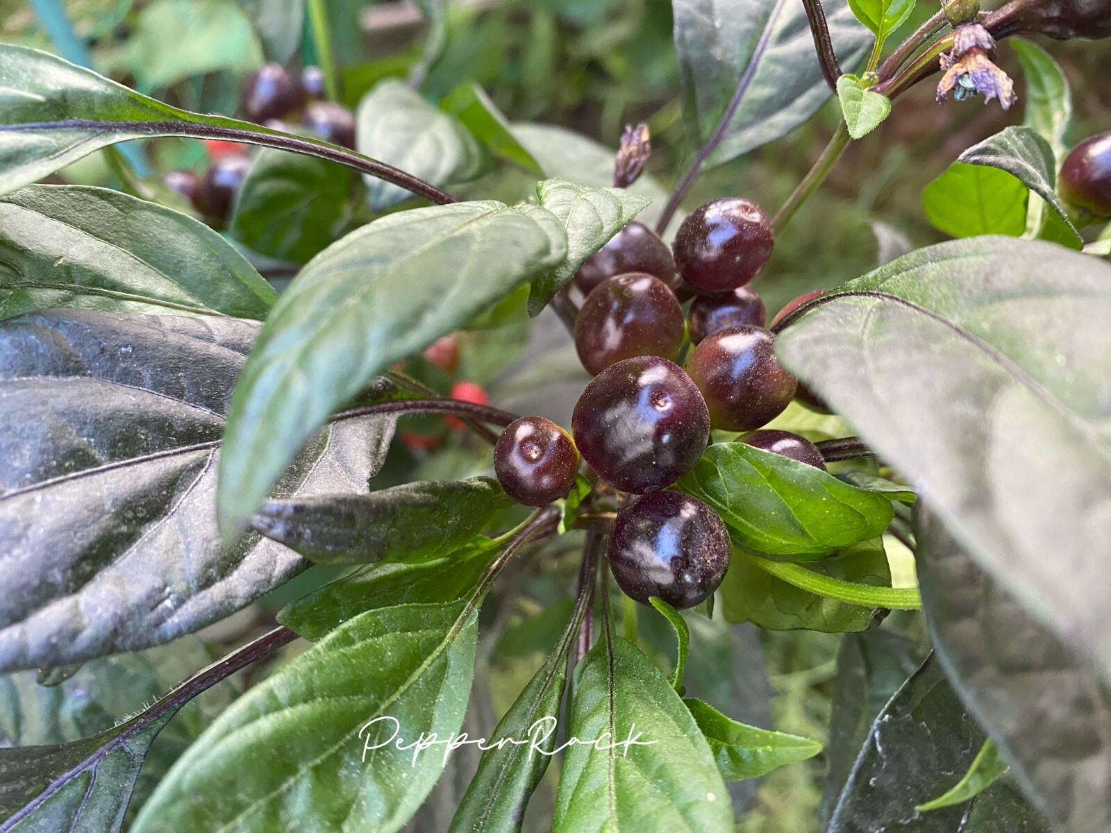 RARE✿ Heirloom Black Pearl Hot Chili Pepper 15 Seeds ●Distinctive Plant