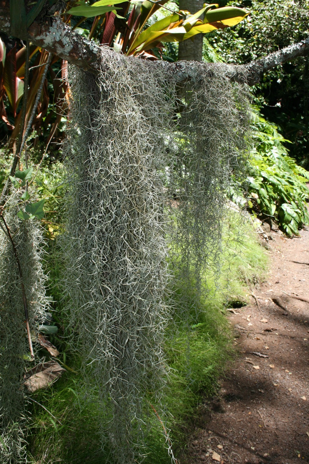 Spanish Moss Gallon bag full Florida Natural Native Tillandsia Mounting or media