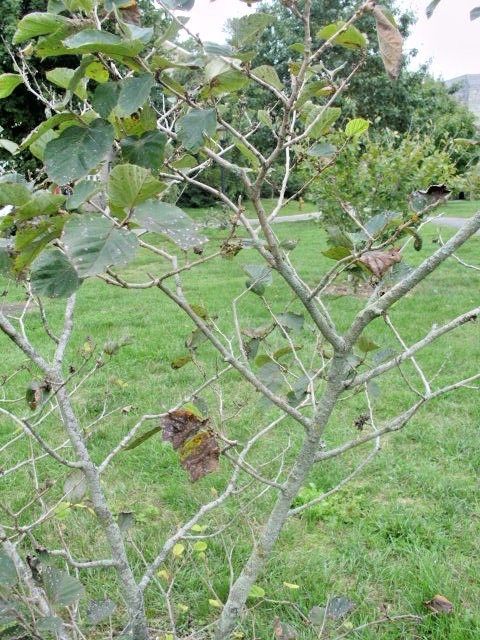 10 DOERAK WITCH HAZEL SEEDS – Hamamelis × intermedia ” doerak “