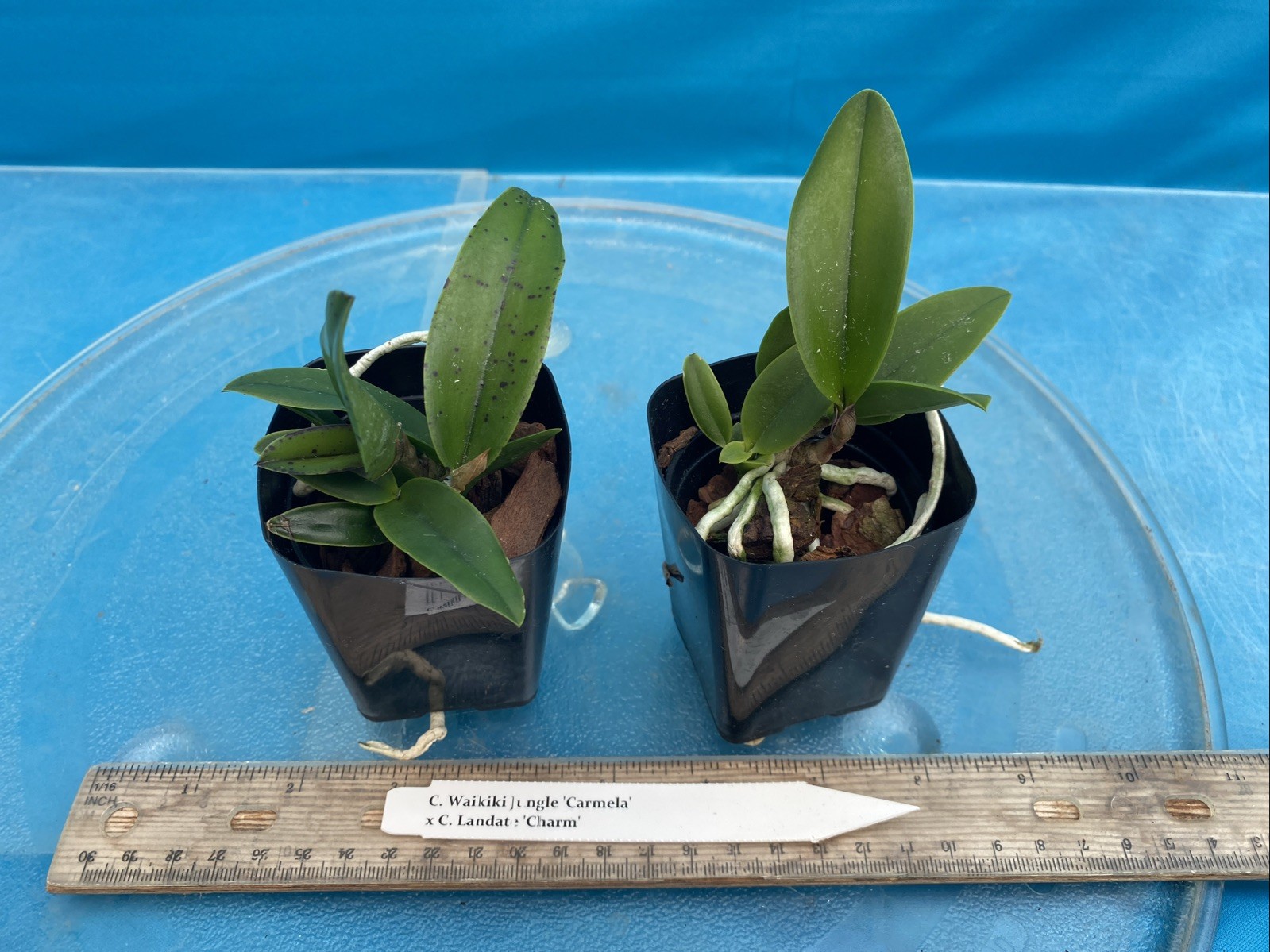 Cattleya Waikiki Jungle X Landate Spotty Charm Large Fragrant Flowers 2” Pot