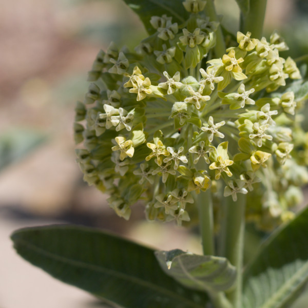 Native Milkweed Starter Plant – Live Monarch Butterfly Host, Ready to Plant