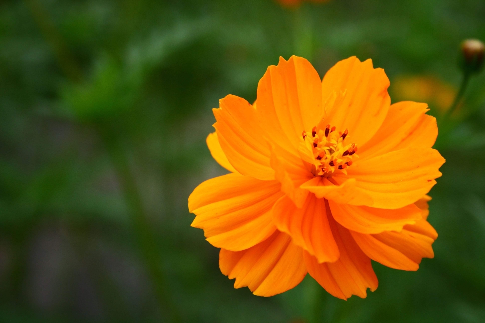 150 ORANGE SULPHUR COSMOS Klondike Sulphureus Seeds *Flat S/H