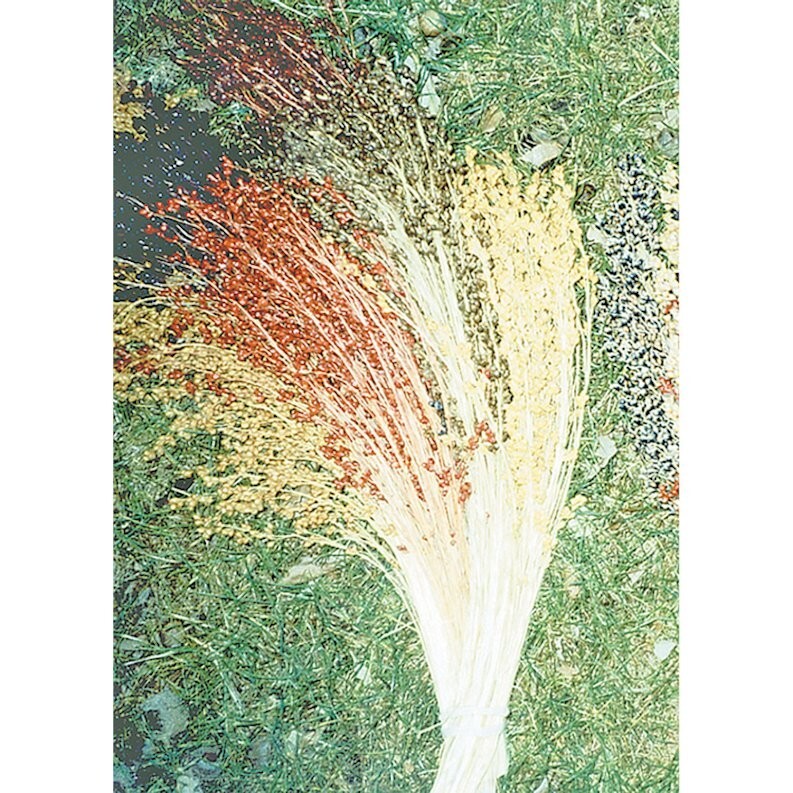 100 Multicolor Broom Corn Seeds Non-GMO Heirloom Free Shipping