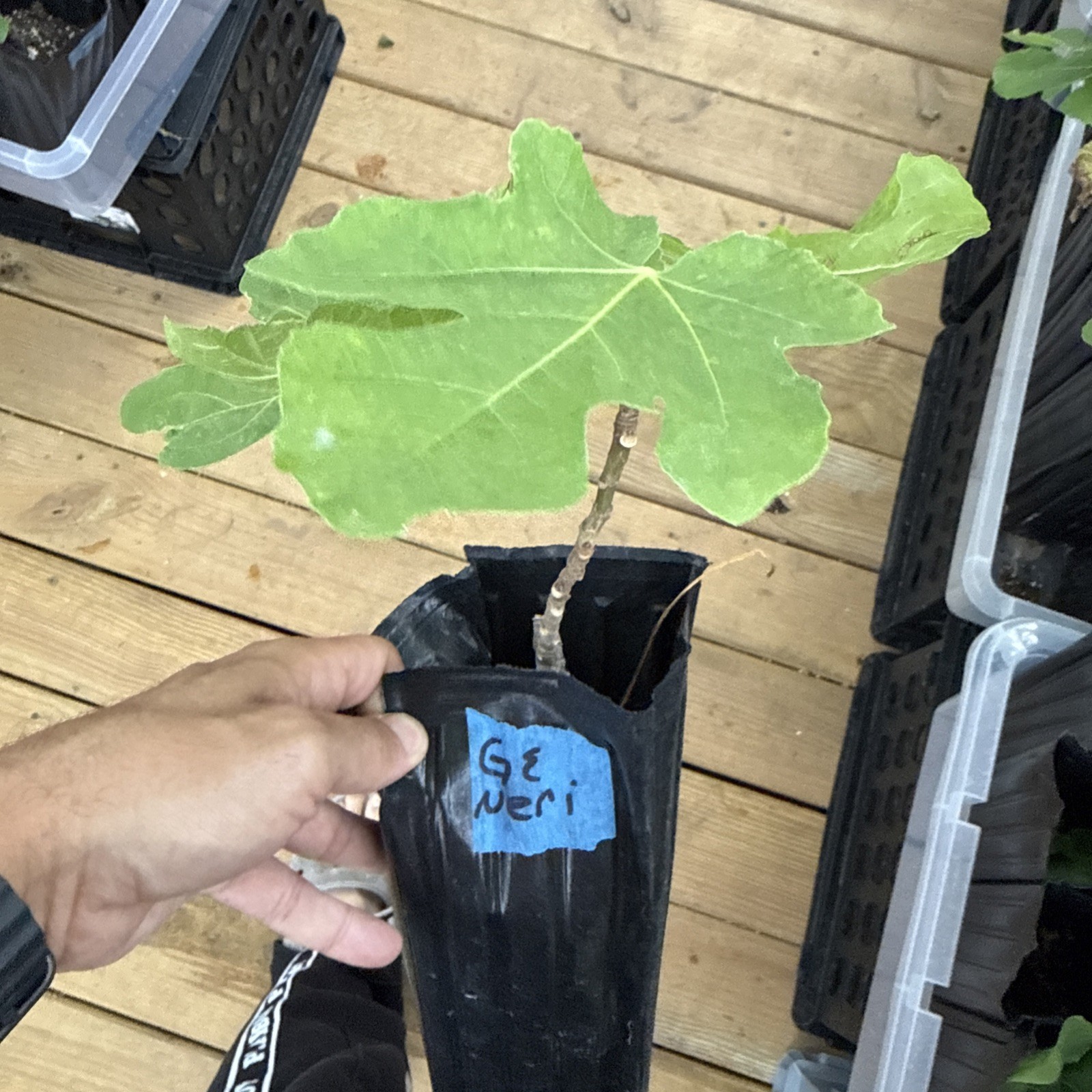 GE Neri Fig Tree