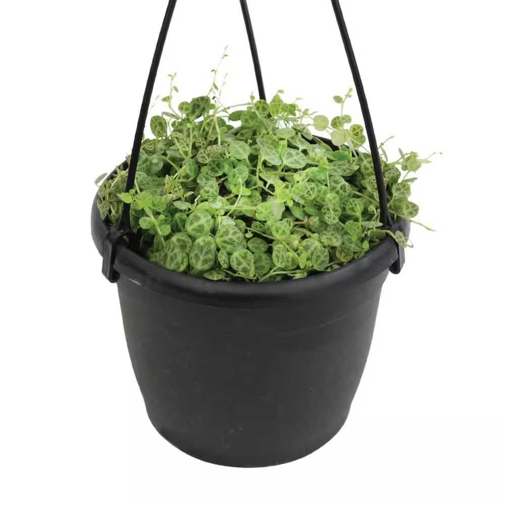 6 In. String of Turtles (Peperomia Prostrata) Live Houseplant in Hanging Basket