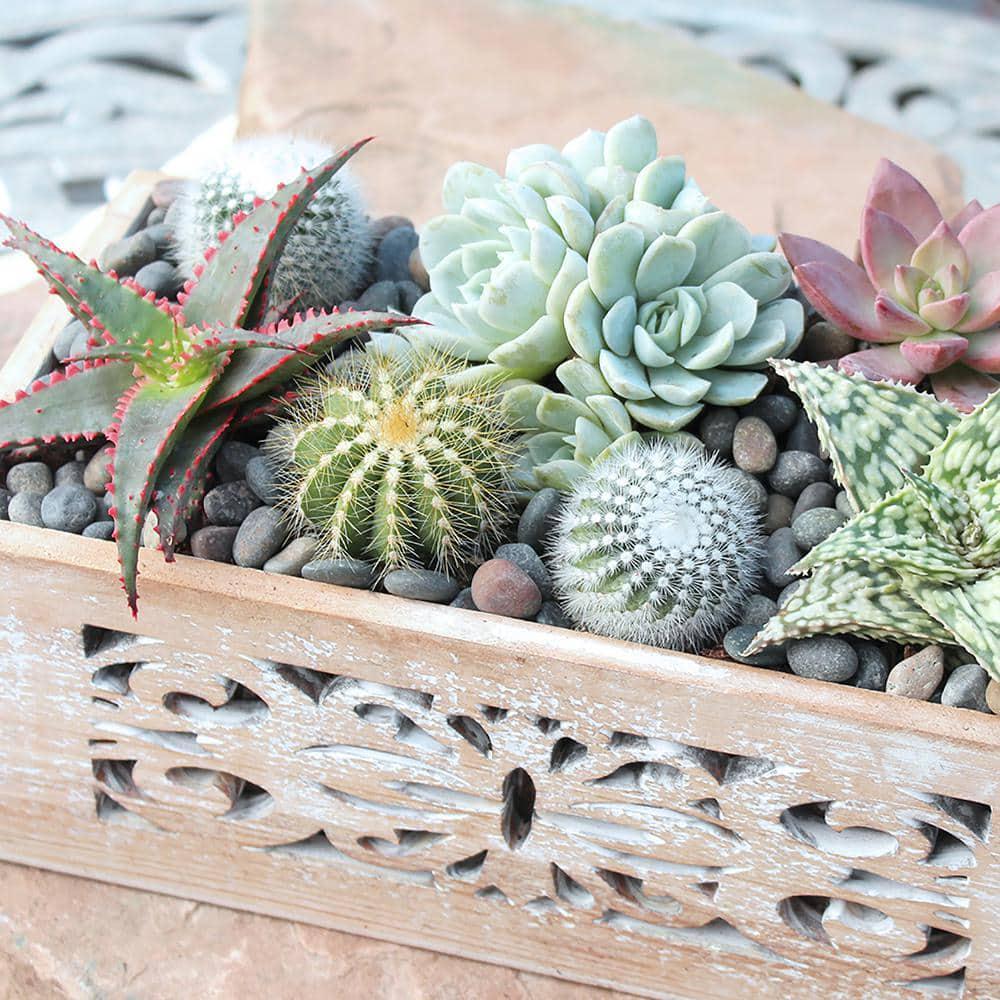 Smart Planet 3.5’’ Live Plant Assortment – 2 Succulents & 1 Cactus