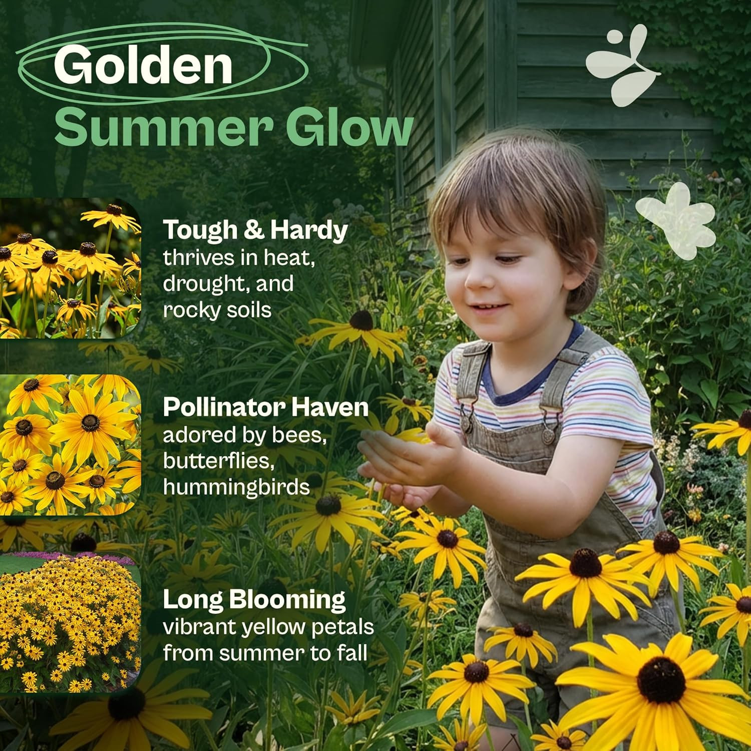 7500 Black Eyed Susan Seeds (Rudbeckia Hirta) – Black-Eyed Susan Wildflower Seed