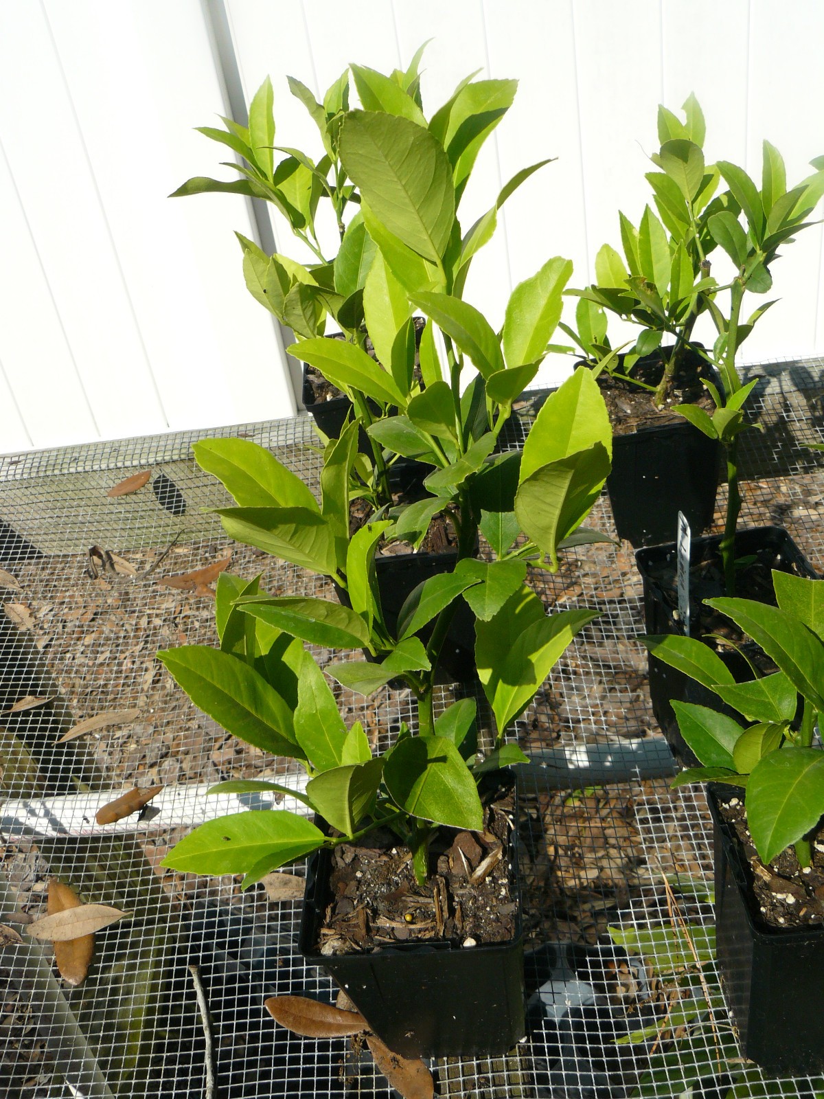 “ROOTED” – 4″ pot – Improved Myers Lemon Tree — approx. 6months & budding