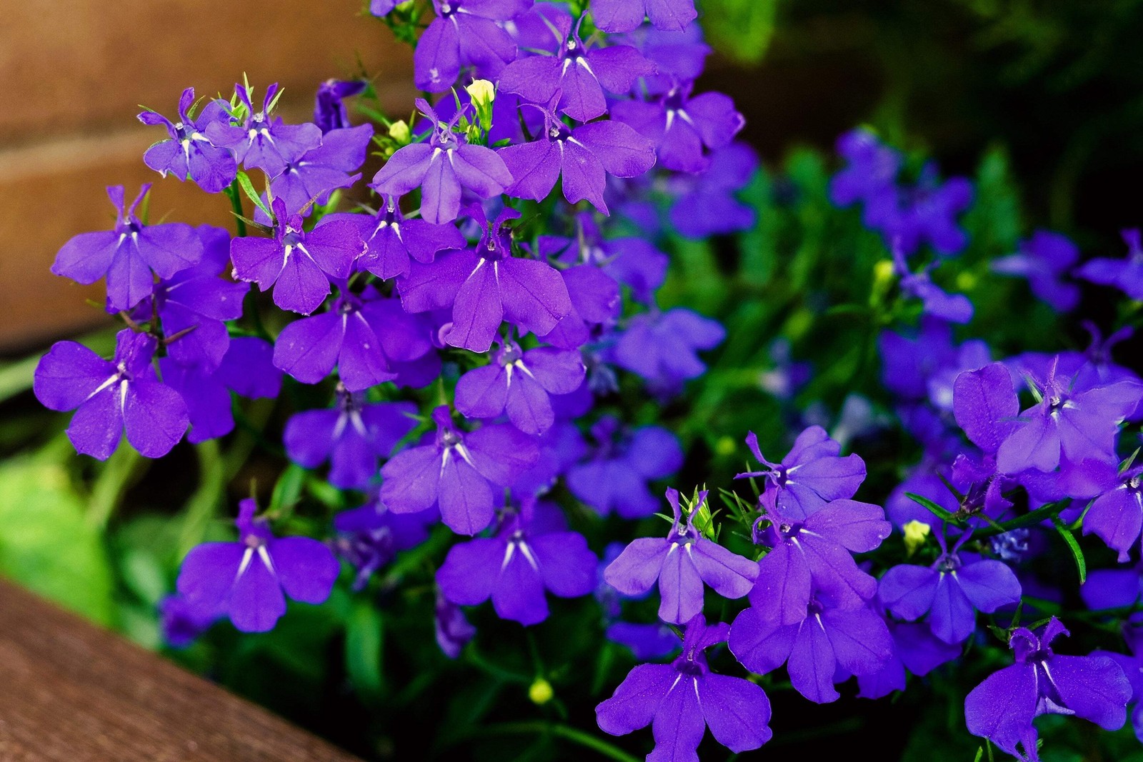 200 CRYSTAL PALACE Purple BLUE LOBELIA REGATTA Erinus Flower Seeds *Comb S/H
